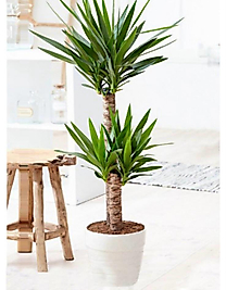 Yucca Bitkisi