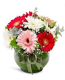 Fanus'da Gerbera