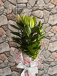 Kokulu Lilyum