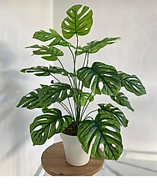 Monstera Camel 14 yapraklı 80 CM