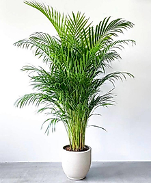 Areka