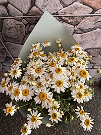 Kır Papatyası