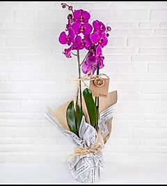 Forever Perfect Orkide