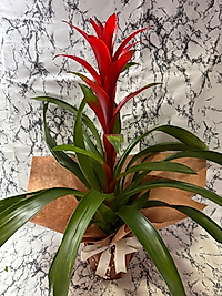 Guzmania