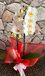 Çiftli Beyaz Orkide
