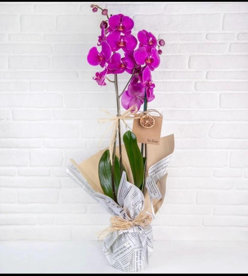 Forever Perfect Orkide