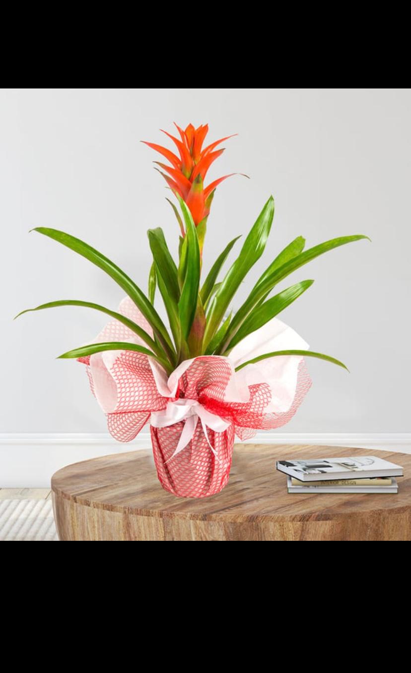 Red Guzmania Plant
