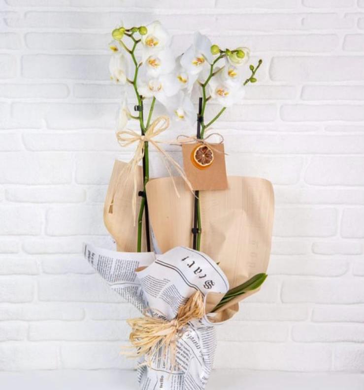 İthal Çift Dal Beyaz Orkide