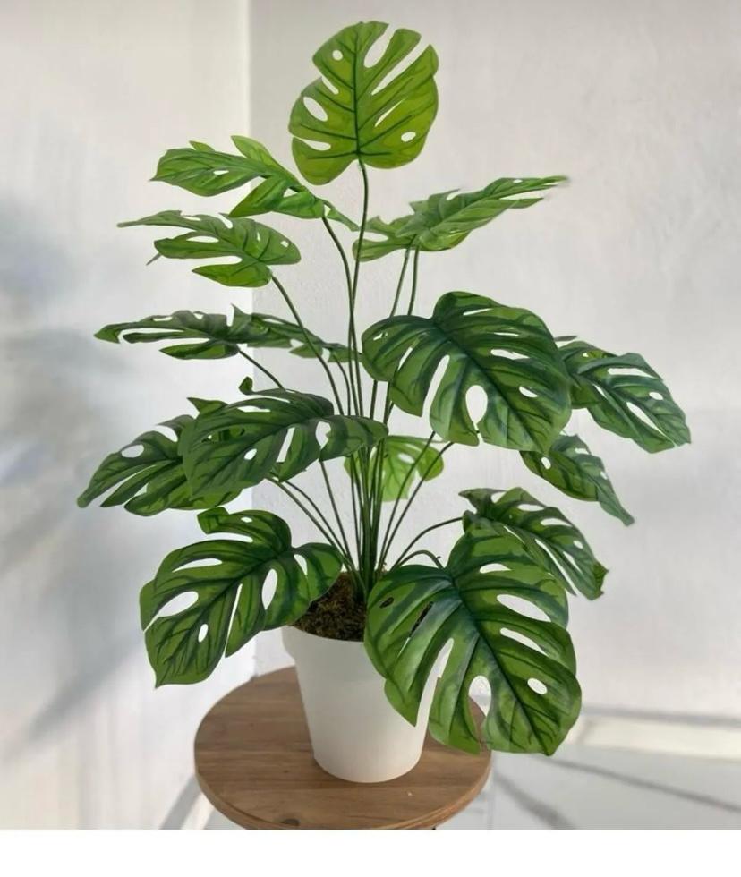 Monstera Camel 14 yapraklı 80 CM