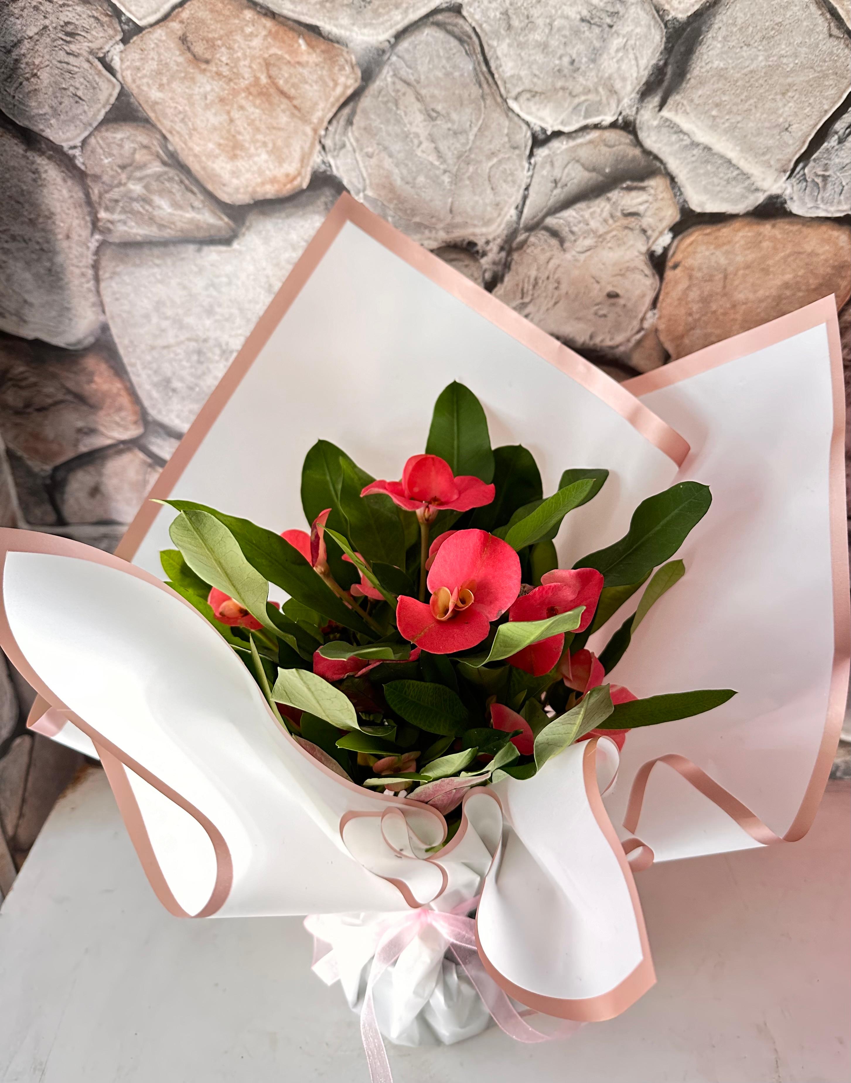 Dikenlerin Tacı Saksı Bitkisi