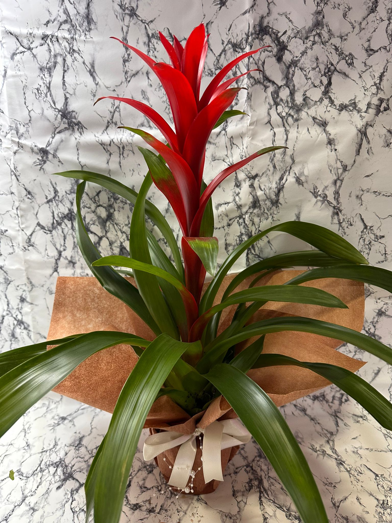 Guzmania